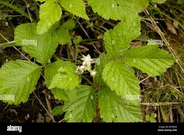 Attēlu rezultāti vaicājumam “Rubus saxatilis flower”