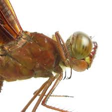 Attēlu rezultāti vaicājumam “Langermania gigantea”