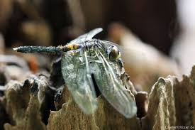 Attēlu rezultāti vaicājumam “Leucorrhinia caudalis male”