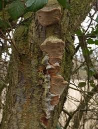 Attēlu rezultāti vaicājumam “Phellinus pomaceus”