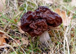 Attēlu rezultāti vaicājumam “Gyromitra esculenta”