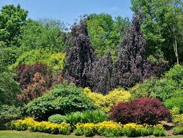 Attēlu rezultāti vaicājumam “Fagus sylvatica fo. purpurea flower”