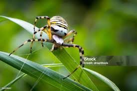 Attēlu rezultāti vaicājumam “Argiope bruennichi female”