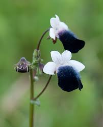 Attēlu rezultāti vaicājumam “Scrophulariaceae”