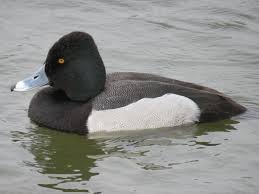 Image result for Aythya affinis