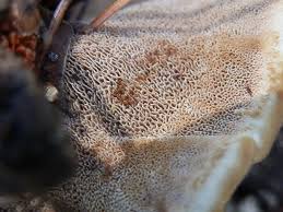 Attēlu rezultāti vaicājumam “Onnia tomentosa”