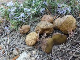 Attēlu rezultāti vaicājumam “Rhizopogon luteolus”