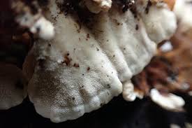 Attēlu rezultāti vaicājumam “Trametes ochracea”