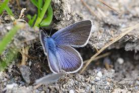 Attēlu rezultāti vaicājumam “Cyaniris semiargus”