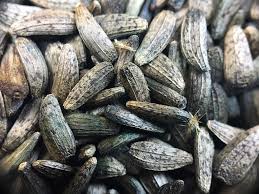 Attēlu rezultāti vaicājumam “Arctium lappa fruit”