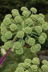 Image result for Angelica archangelica