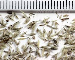 Attēlu rezultāti vaicājumam “Corynephorus canescens”