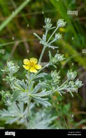 Attēlu rezultāti vaicājumam “Potentilla arenaria”