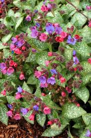 Attēlu rezultāti vaicājumam “Pulmonaria obscura leaf”