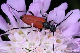 Attēlu rezultāti vaicājumam “Anastrangalia sanguinolenta”