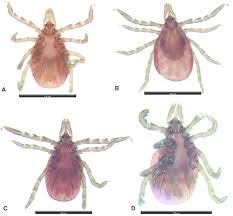 Attēlu rezultāti vaicājumam “Ixodes”