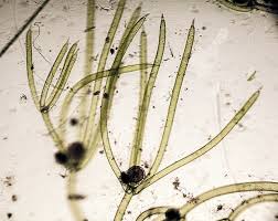 Attēlu rezultāti vaicājumam “Nitella sp.”