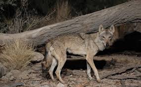 Image result for canis lupus arabs