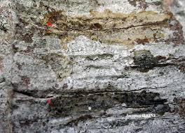 Attēlu rezultāti vaicājumam “Arthonia leucopellaea”