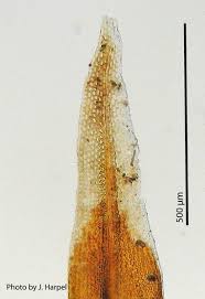 Attēlu rezultāti vaicājumam “Orthotrichum patens sporophyte”