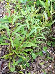 Attēlu rezultāti vaicājumam “Hieracium umbellatum bud”