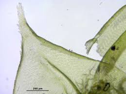 Attēlu rezultāti vaicājumam “Palustriella decipiens”