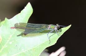 Attēlu rezultāti vaicājumam “Calopteryx splendens”