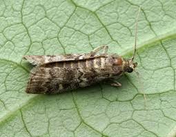 Attēlu rezultāti vaicājumam “Dioryctria abietella”