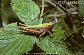 Attēlu rezultāti vaicājumam “Omocestus viridulus”