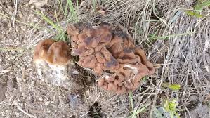 Attēlu rezultāti vaicājumam “Gyromitra gigas”