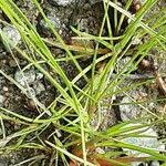 Attēlu rezultāti vaicājumam “Juncus bufonius fruit”