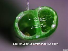 Attēlu rezultāti vaicājumam “Lobelia dortmanna leaf”