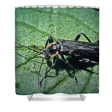 Attēlu rezultāti vaicājumam “Cantharis obscura”