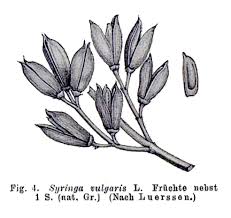 Attēlu rezultāti vaicājumam “Syringa vulgaris fruit”