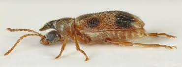 Attēlu rezultāti vaicājumam “Notoxus monoceros”