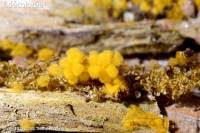 Attēlu rezultāti vaicājumam “Heterotrichia ferruginea (syn. Arcyria ferruginea)”