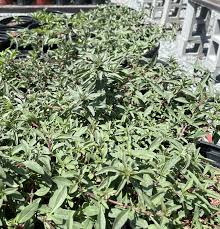 Attēlu rezultāti vaicājumam “Cribraria rubiginosa stalked”