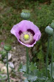 Attēlu rezultāti vaicājumam “Papaver somniferum flower”