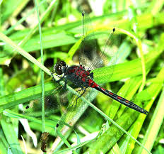 Attēlu rezultāti vaicājumam “Leucorrhinia albifrons female”