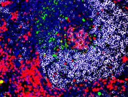 Attēlu rezultāti vaicājumam “Bryum funkii cells”