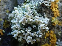 Attēlu rezultāti vaicājumam “Physcia adscendens”