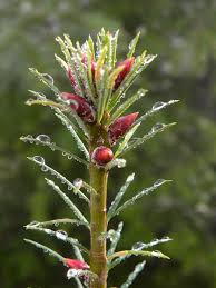 Attēlu rezultāti vaicājumam “Pseudotsuga menziesii flower”