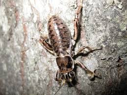 Attēlu rezultāti vaicājumam “Grypocoris sexguttatus imago”