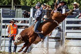 Image result for Winchester Riding Club