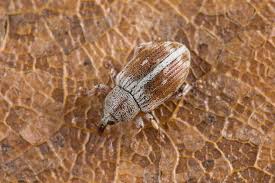 Attēlu rezultāti vaicājumam “Rhynchaenus lonicerae”