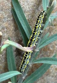Attēlu rezultāti vaicājumam “Calophasia lunula larva”