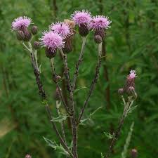 Attēlu rezultāti vaicājumam “Cirsium x rigens leaf”