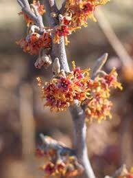 Attēlu rezultāti vaicājumam “Hamamelis vernalis bud”