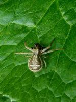 Attēlu rezultāti vaicājumam “Xysticus ulmi adult”