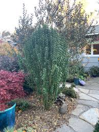Attēlu rezultāti vaicājumam “Cornus sanguinea”